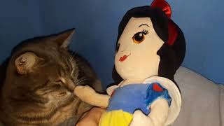 Snow White Booping My Cat Calon On The Nose [upl. by Whiting531]