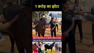 1 crore ka jhota bhains bull mela jhota murrah dairy dairyfarming animals animallover [upl. by Blakelee]