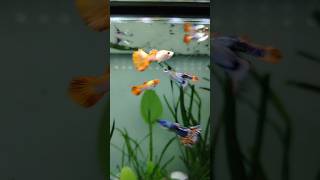 Guppy fish foryou foyoupage fyp guppyfish fish shorts cichlids science [upl. by Eremaj]