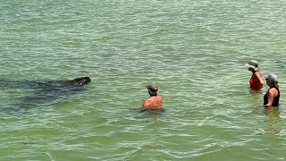 Manatee’s Swimming With People At Bradenton Beach [upl. by Annav]