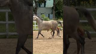 First Taste of Freedom  Cérès QTMs first Turnout short horse filly [upl. by Nedrob]