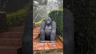 Inside a Luxury Safari Lodge Nkuringo Bwindi Gorilla Uganda [upl. by Mada771]