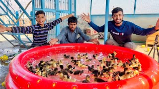 Baby Ducks Ko Swimming Pool Main Chor Diya 😍  Dawood Sabir Vlogs [upl. by Fiore]