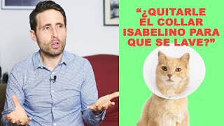 ¿Hay que quitarle el collar isabelino a los gatos para que se puedan lavar [upl. by Wilone836]