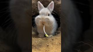 The bigfaced rabbit eats bean sprouts shorts cutepet rabbit [upl. by Ecirtak]