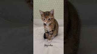 5th Born Hojicha Update 🐱🥰  Week 13  Short 393 cat kitten animal cute pets dailyvlog [upl. by Ginnie]