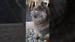 Nebelung cat with super soft trilling 💖 [upl. by Noteek]