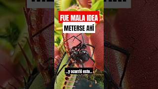 🕷️ Esta ARAÑA se metió donde NO DEBÍA [upl. by Premer]