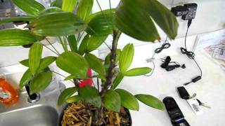 How to water small indoor or interior palms plants [upl. by Garrott]