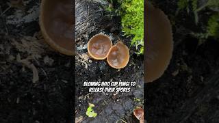 Mushroom Magic Blowing Into Cup Fungi To Release Their Spores Ascomycete Peziza Cups [upl. by Ahsiemal]