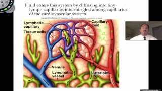 The Lymphatic System [upl. by Ajnotal]