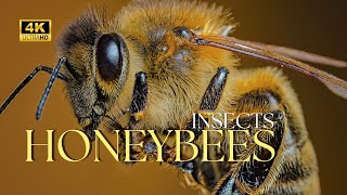 Honey Bees The Essential Insect You Need to Know About [upl. by Assirahc]