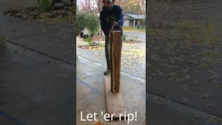 Milling a silk tree aka Mimosa tree for lumber [upl. by Crutcher]