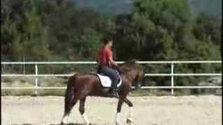 ANDALUSIAN HORSE PRE SPANISH HORSE [upl. by Groot]