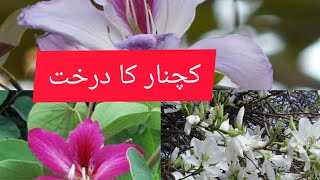 How to grow bauhinia variegatakachnar plant tree [upl. by Bowne]