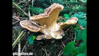 Riesenporling Meripilus Giganteus Agaricus Aequivocus Flabellopilus Giganteus Grifola Gigantea [upl. by Niwre]