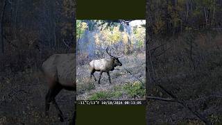 HUGE Bull Elk during the Rut in Montana elk montana elkhunting trailcam nature [upl. by Oralee]