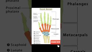 Hand bone ll biology neet11m education short [upl. by Omsare]