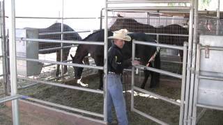 Horse Handling Tip 1 Getting Your Horse Out of the Stall [upl. by Meek]