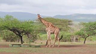 6 FOX videoreporter Ilya in ZuidAfrika  Hluhluwe Wildpark [upl. by Petua]