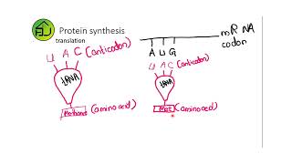 protein synthesis  O level [upl. by Graubert]