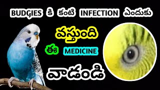 budgies కి కంటి infection ఎందుకు వస్తుంది ఈ medicine వాడండి Ganeshworldkakinada [upl. by Lejeune799]