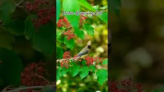 Cedar Waxwing Call youtubeshorts shorts birdcall [upl. by Ased]