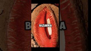 Hydnora africana A Planta Alienígena da Terra [upl. by Atinhoj]