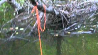 80  Missouri River Blue Cat ON a Limb line Part 1 [upl. by Lenehc]