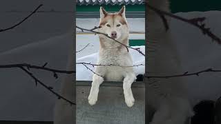 Ukrainian Hachiko A dog that is waiting for its owner ukraine kiev kyiv dog friend pets [upl. by Janie]