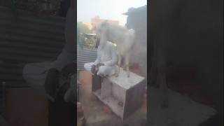 Bakra for sale available Bakra bikao hai viralvideo delhi [upl. by Alleuol]