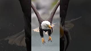 The Grip of Freedom The Eagle’s Legendary Catch warrior wildlifewarriors foryou eaglevsfox [upl. by Egnalos]