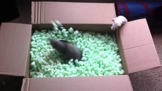 Ferrets playing in packing peanuts [upl. by Ldnek]