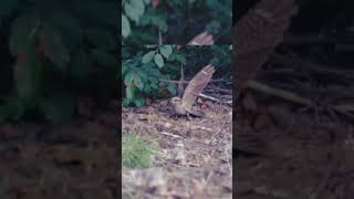 Stoat trying to catch nightjar chicksStoatBirdshorts [upl. by Aihsekyw]