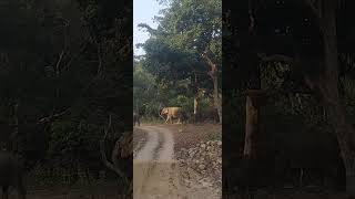 Jim Corbett Ramnagar UK wildlife viralvideo [upl. by Lorianna]