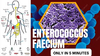 enterococcus microbiology lecture enterococcus faeciumEasy microbiology [upl. by Enelrahc]