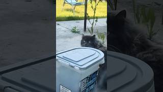 My cousin cat 🐈‍⬛ 🐱 catvideos [upl. by Enaxor]