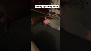 Daddy’s playing dead dogs reaction  good girl LADY dog short shortsfeed [upl. by Stretch593]