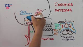 VASCULARIZACION ARTERIAL ENCEFALICA PARTE 1 carotida interna [upl. by Rayna]