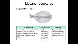 Somatosensación quotClase Sensopercepción 28 [upl. by O'Conner848]