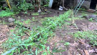 How to plant bamboo [upl. by Hapte]