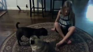 Dog Pukes on 9 Year Old Girl [upl. by Erdnaxela]