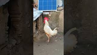 Rooster Crowing 🐓📢🤩 S02E09 shorts [upl. by Ahcatan]