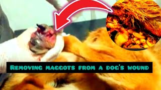 maggots remove in dogsremoving maggots in dogsMaggots remove from Dogs StepbyStep Guides Tips [upl. by Yerac]