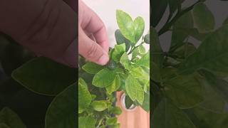 calamondin orange 🍊 tree update [upl. by Maureen]