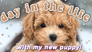 Day in the life with my poochon puppy [upl. by Eudora]