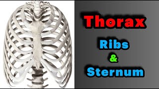 جلسه 4  آناتومی قفسه سینهدنده  جناغ Anatomy of Thoracic cage structure of Ribs and Sternum [upl. by Ledah976]