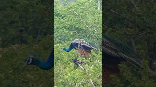 Peacock Sounds 🦚 Colourful Peacock Bird [upl. by Kimberlee]