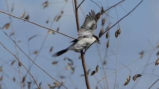 Loggerhead Shrike slips around on perch when wind blows [upl. by Yssak442]