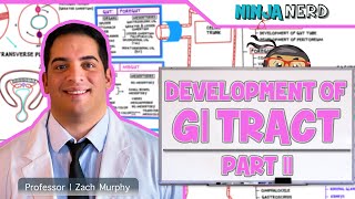 Gastrointestinal  Development amp Embryology of the GI Tract Part 2 [upl. by Netta]